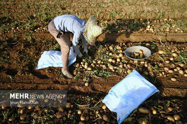 هزینه ۲۰۰۰ میلیارد تومانی سیب‌زمینی‌کاران در تهیه بذر با کیفیت