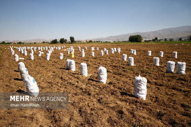 تراژدی مرگِ مایه حیات/ الگویی که آب و خاک را نجات میدهد