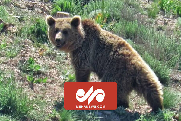 VIDEO: Two brown bear cubs spotted in S Iran