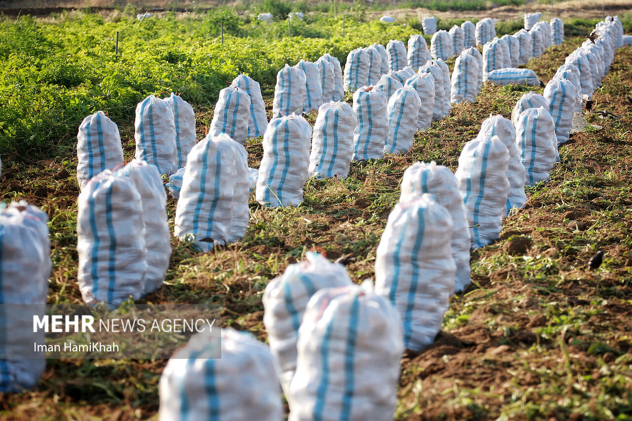 دسترنجی که به باد میرود/ گلایه کشاورزان فریدن از فاسدشدن محصولات