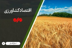 بی رمقی اقتصاد کشاورزی در گلستان/ زراعت جان دوباره می‌خواهد