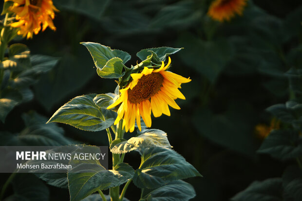 Amazing scenery of Sunflower farm in Alborz