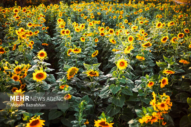 Amazing scenery of Sunflower farm in Alborz
