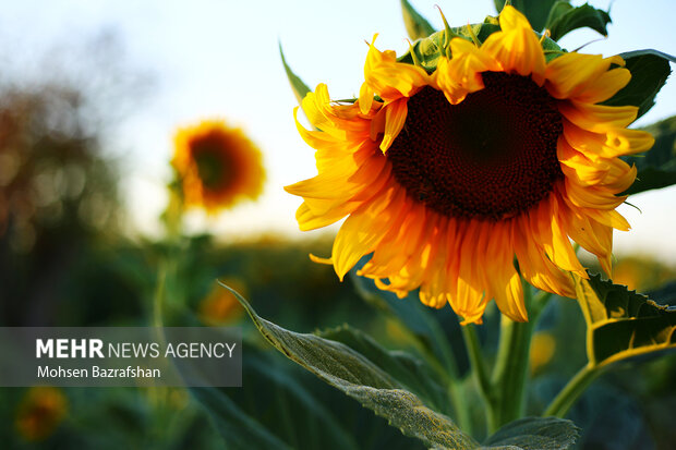 Amazing scenery of Sunflower farm in Alborz