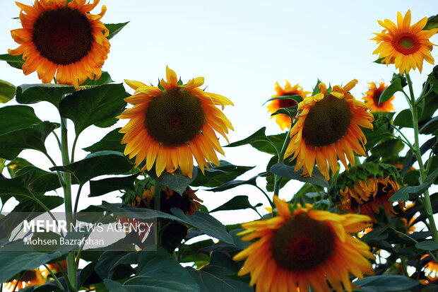 Amazing scenery of Sunflower farm in Alborz