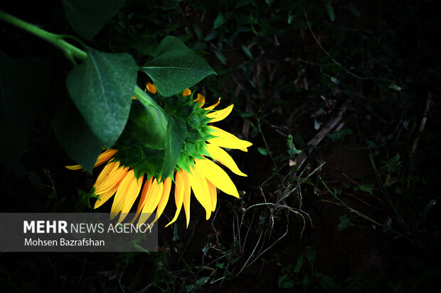 Amazing scenery of Sunflower farm in Alborz