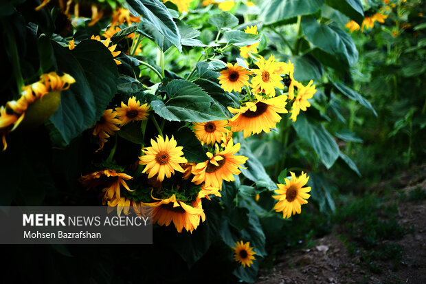 Amazing scenery of Sunflower farm in Alborz