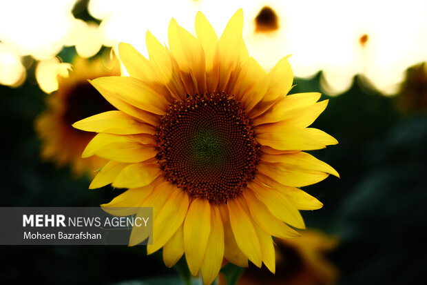 Amazing scenery of Sunflower farm in Alborz