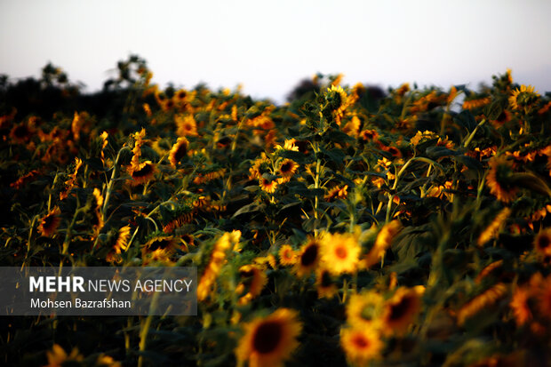 Amazing scenry of Sunflower farm in Alborz