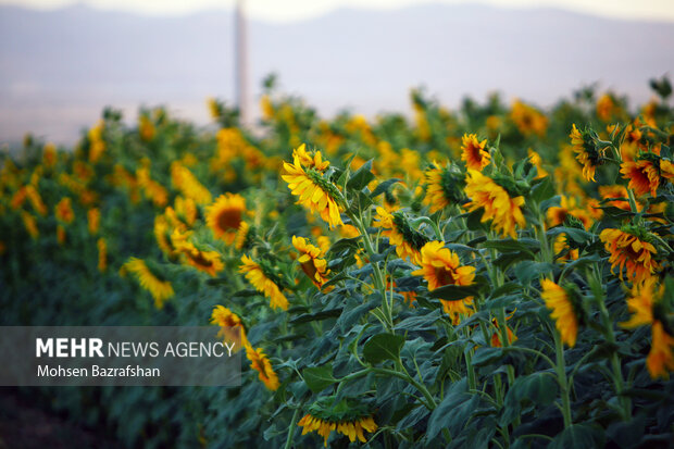 Amazing scenry of Sunflower farm in Alborz