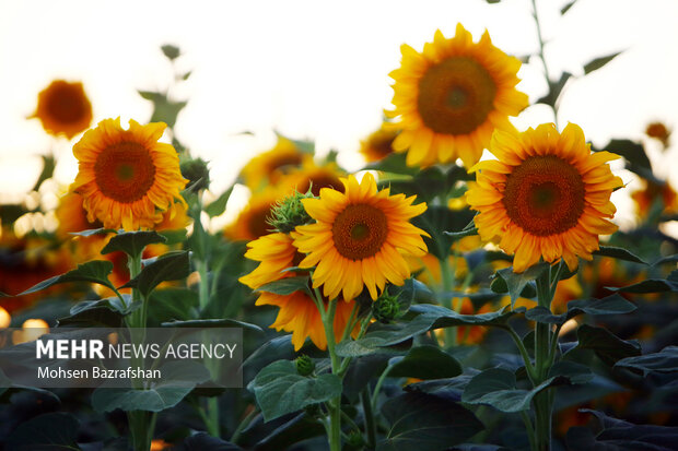 Amazing scenry of Sunflower farm in Alborz