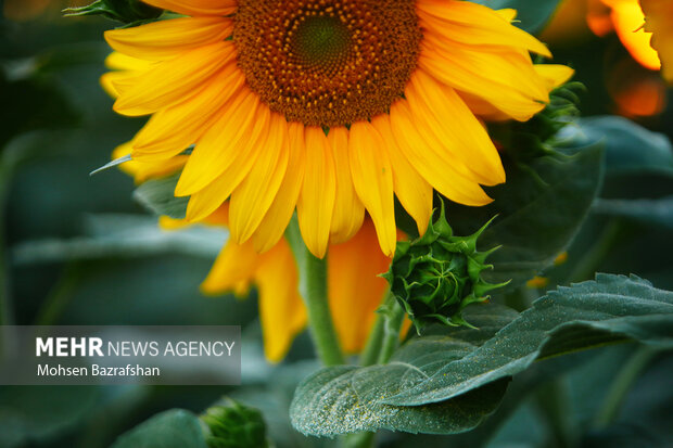 Amazing scenry of Sunflower farm in Alborz