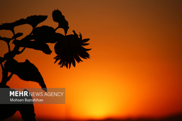 Amazing scenry of Sunflower farm in Alborz