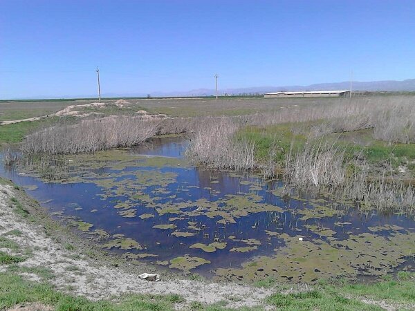 روزگار ناخوش تالاب های گلستان/گفتاردرمانی برای تالاب «آب» نمی شود