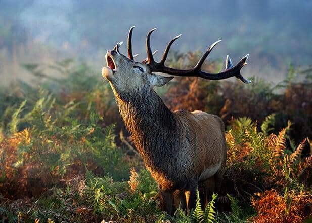 بانگ سرنوشت بلند شد؛ مرالهای گلستان در تقابل با سایه شکارچیان