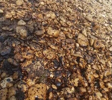 ماجرای تکراری استان بوشهر/ آلودگی نفتی در سواحل و ورود به دریا