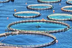 تولید قفس پرورش ماهی با قدرت دوام در طول موج‌ بالا/ تامین امنیت غذایی دریایی با فناوری ایرانی