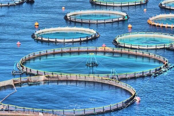 ظرفیت پرورش ماهی در قفس در استان بوشهر افزایش می‌یابد