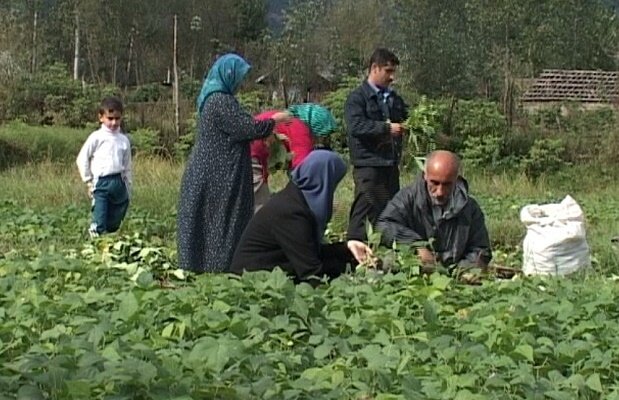 توسعه کشت دوم؛ بایدها و نبایدهای آن