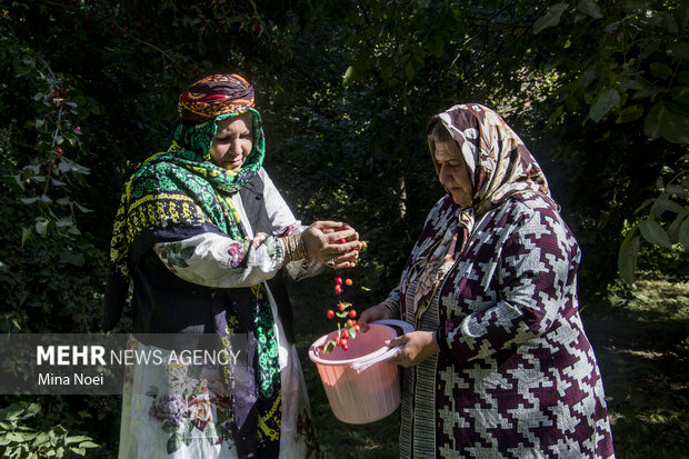 پایان تابستان در آذربایجان شرقی با طعم زغال‌اخته کلیبر