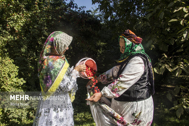 پایان تابستان در آذربایجان شرقی با طعم زغال‌اخته کلیبر