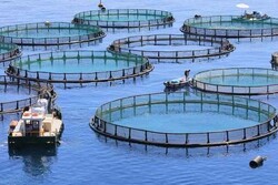 پیش بینی برداشت ۴۰۰ تن ماهی از قفس های مستقر در آب های گلستان