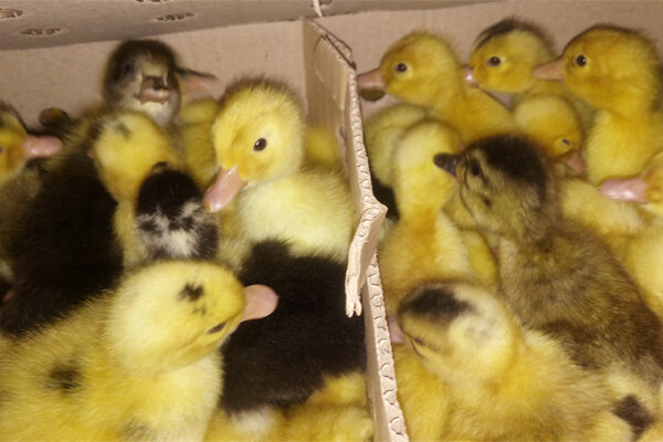 قطب تولید اردک در کشور نیازمند حمایت ویژه مسئولان