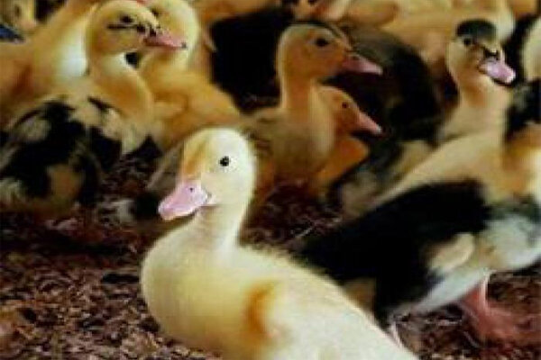 قطب تولید اردک در کشور نیازمند حمایت ویژه مسئولان