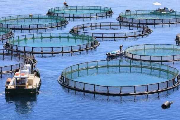 مجوز پرورش ۳۷۰۰ تُن ماهی در قفس های دریایی گلستان صادر شد