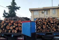 ۷۰ تن چوب تاغ قاچاق در استان سمنان کشف شد