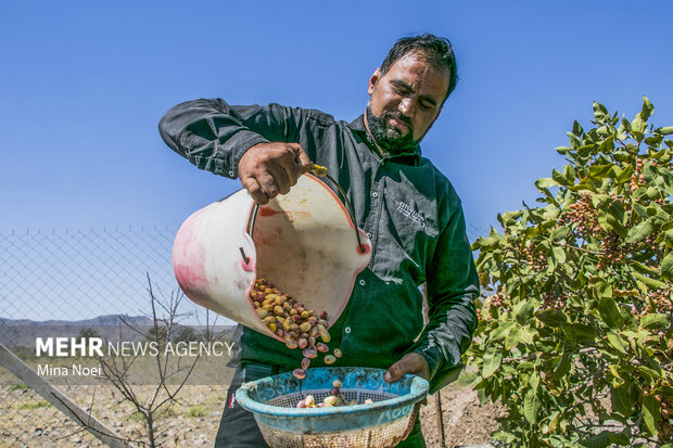 جزئیاتی از اجرای الگوی کشت در استان سمنان/ «ترویج» حلقه مفقوده