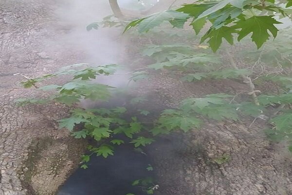 آتش سوزی به درخت چنار ۷۵۰ ساله دوشنگان خسارت وارد کرد