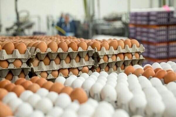 قیمت تخم مرغ تغییری نکرده است/ شانه دو کیلویی ۷۹ هزار و ۶۰۰ تومان