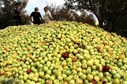 پایانه های صادراتی تخصصی سیب راه اندازی شود/ لزوم حذف دلالان