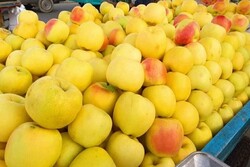 برداشت حدود ۲۰۰ هزار تن «سیب» از باغ های سپیدان
