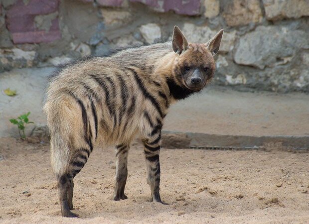 VIDEO: Asian hyena in Golestan province
