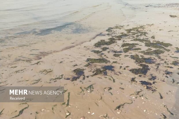ردپای «تاربال‌های نفتی» بر سواحل  بوشهر/ مسئولان چاره اندیشی کنند
