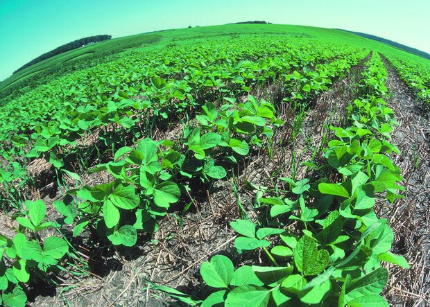 «کشاورزی حفاظتی» ضرورت زراعت گلستان/حفظ خاک و پایداری در تولید