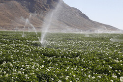 فاز ابتدایی اجرای کشاورزی قراردادی