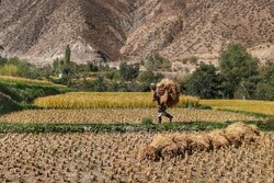 ایرانی صوبہ مازندران میں چاول کی فصل کی کٹائی
