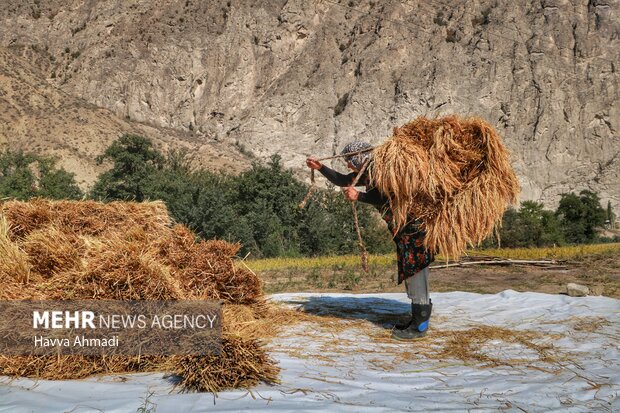 برداشت سنتی برنج