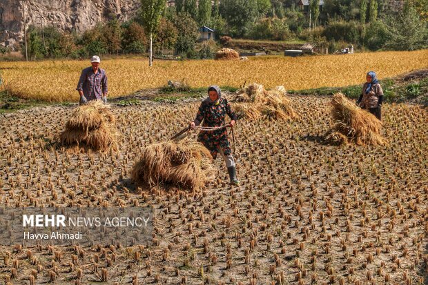 برداشت سنتی برنج