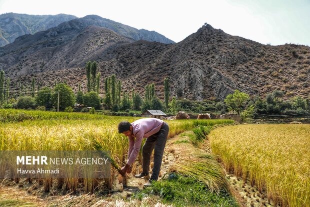 برداشت سنتی برنج