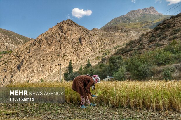 برداشت سنتی برنج