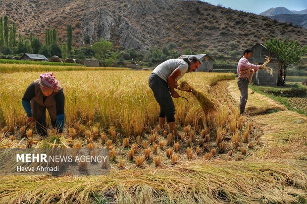 برداشت سنتی برنج