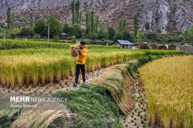 Traditional rice harvesting in Mazandaran