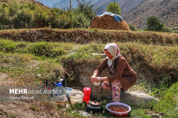 برداشت سنتی برنج