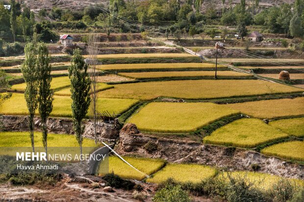 Traditional rice harvesting in Mazandaran