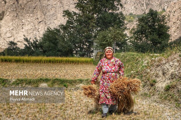 Traditional rice harvesting in Mazandaran