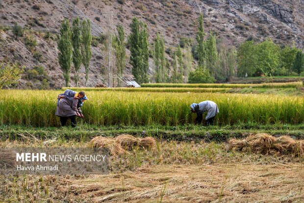 Traditional rice harvesting in Mazandaran